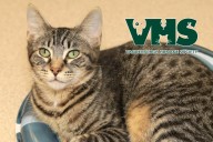 This is Sharks & Minnows - Our VHS Pet of the Week