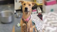 Ohio Rescue Dog’s Joyful Reaction When Meeting Her New Foster Sister Will Warm Your Heart