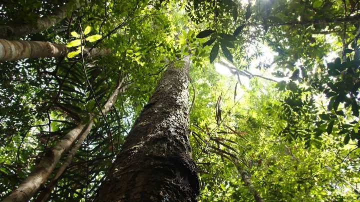 Colombia alcanza logros históricos en manejo forestal sostenible con certificación FSC