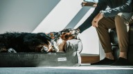 Cómo elegir una cama ortopédica para perros: diez claves para acertar