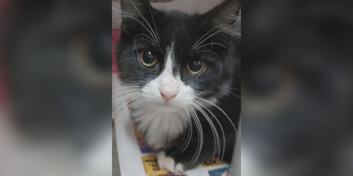 Saving Graces 4 Felines: Meet Bandit