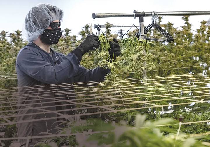 Departure of R.I. cannabis board chair leaves vacancy, questions at key time