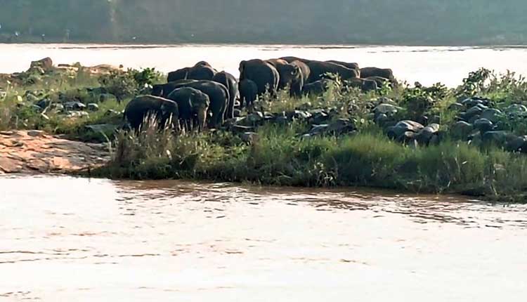 30 Wild Elephants Stranded On River Island In Kendujhar