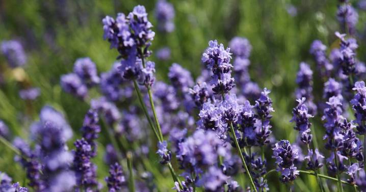 Lavender will 'flourish' if you use 3 food scraps that will give them 'additional nourishment'