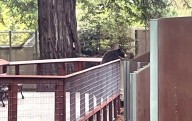 Un oso irrumpe en un zoológico de California para convivir con otros osos