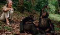 “Jane Goodall: la voz de los chimpancés que cambió para siempre nuestra relación con la naturaleza”