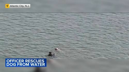 Video shows Atlantic City police officer braving bay waters to rescue injured dog