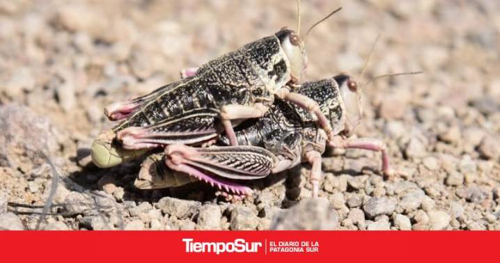 Plaga Emergencia Fitosanitaria por la Tucura Sapo: Un Desafío para los Productores de Santa Cruz