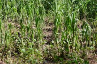 Lluvias dejan más de 3 mil hectáreas de cultivos dañados en la Sierra Norte