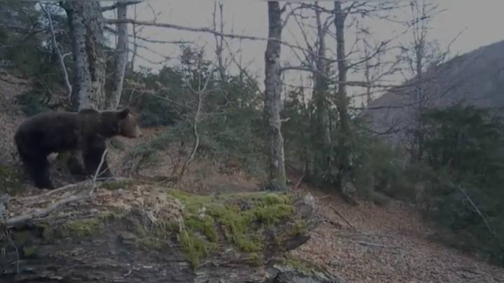 Medio Ambiente planea vetar la caza en más de 4.000 hectáreas por el oso