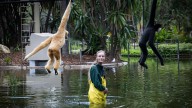 White-cheeked gibbons quickly learn the ropes in new habitat at Perth Zoo