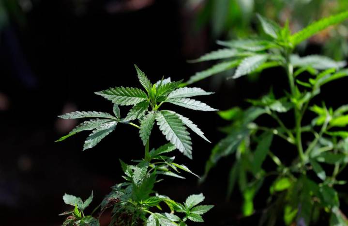 Police can’t search vehicles based only on marijuana smell, Florida court says