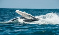 Frenan pesca ilegal en Parque Nacional Gorgona