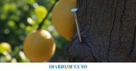 Un clavo en un limonero: para qué sirve y cuál es el efecto que produce en el árbol