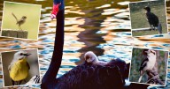 Why you should join Australia's largest citizen bird count