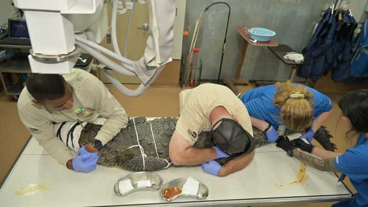 Crocodile with spear in its head spotted in Key Largo