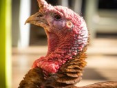 Avian Influenza Confirmed in Becker, Kandiyohi, and Todd Counties