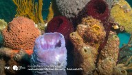 Estudio señala que las esponjas marinas fueron los primeros animales de la Tierra