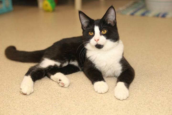 This Cute Kitty is JACK - Our VHS Pet of the Week