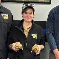 Missing Indy zoo tortoises found in Pendleton