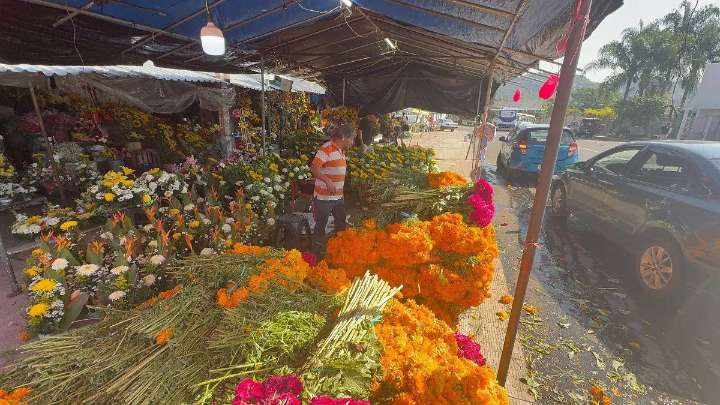 Lluvias en Puebla retrasan y encarecen producción de flor de cempasúchil y moco de pavo