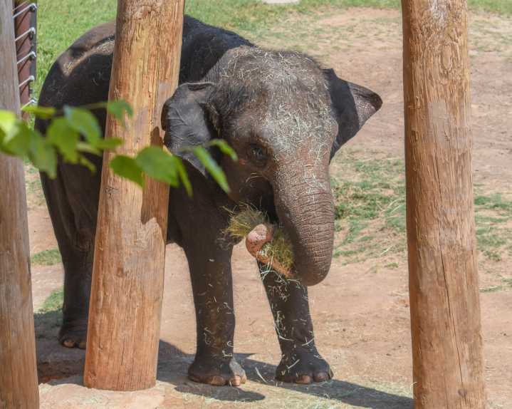 OKC Zoo elephant Asha expecting calf in 2026
