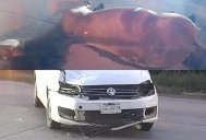 Muere caballo tras ser embestido por un auto en la carretera 544, en Las Juntas