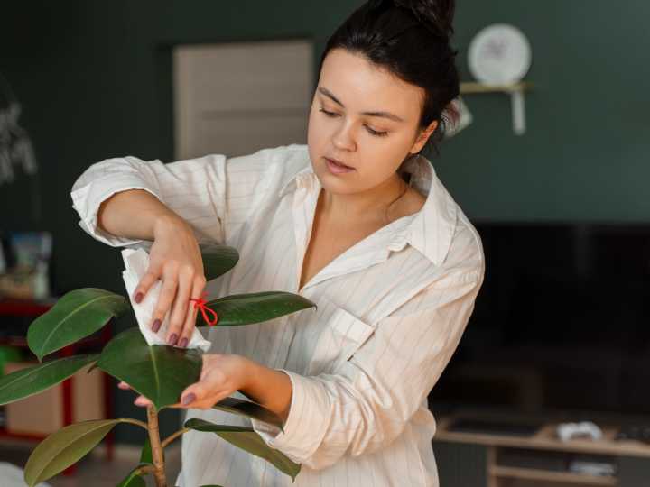 Cuáles son los beneficios del bicarbonato en las plantas de interior