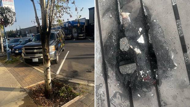 Prince George, B.C., business owners want state of emergency declared due to downtown arsons