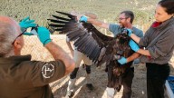 La Junta impulsa la mayor suelta de buitres negros en el Parque del Alto Tajo
