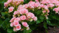 Choose This Beginner-Friendly Begonia Variety For Beautiful Fall Flowers