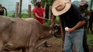 Estos son los municipios de Puebla con casos activos de gusano barrenador
