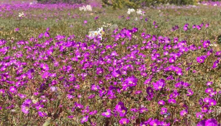 Desierto Florido en su máximo esplendor: se esperan 17 mil turistas en Atacama este fin de semana