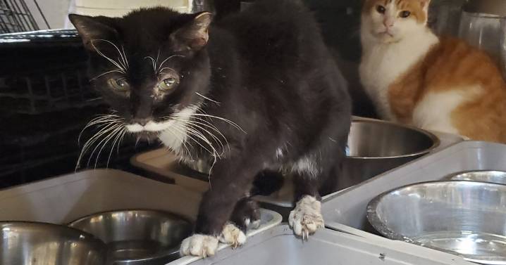 67 cats removed from Bensalem shelter accused of animal cruelty, Bucks County SPCA says