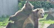 Henry Vilas Zoo to say goodbye to 2 grizzly bears, making way for polar bears