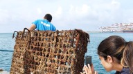 La acidificación del mar amenaza la pesca