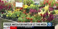 How will the frost impact your outdoor plants?