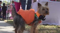 Families find 'fur-ever' friends at Pumpkin and Paws event in Bibb County