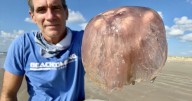 Rare 'pink meanie' jellyfish species blooms off Texas coast