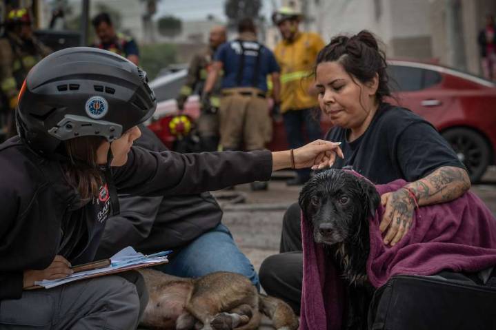 Bomberos rescatan a dos perritos y un hombre tras incendio en un departamento