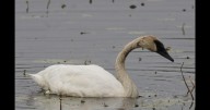 Lone trumpeter swan finds itself in Washington County 