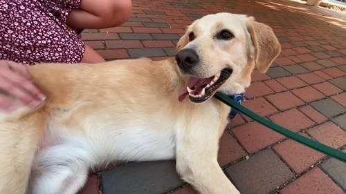 Rescue dog brings joy and comfort to UNC Chapel Hill students