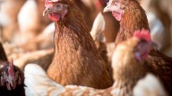 Castilla y León prohíbe las ferias con aves de corral por la gripe aviar