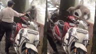 Watch | Langur Faces Off With Guard, Hilarious Chase Video Leaves Internet In Split