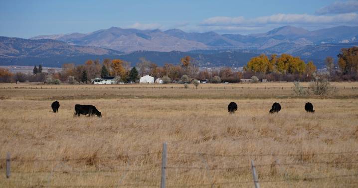 Montana's congressional delegation pushing back on plan to import Argentina beef