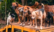Fundación Paraíso de la Mascota necesita ayuda para construir