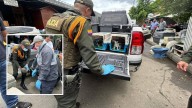 Policía rescató 64 animales en condiciones de vulnerabilidad en la plaza Minorista
