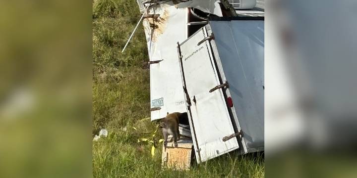 Truck hauling monkeys infected with hepatitis C, herpes and COVID overturns on highway