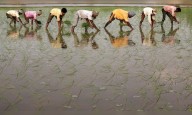Over 1.37 lakh farmers register for paddy procurement in UP in less than 2 months