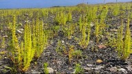 «Los investigadores no dan credito: un experimento consigue que un vertedero de escombros rebose de flores»